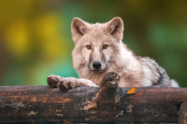 Lobo Polar Ártico Branco Zoológico Koethen Saxony Anhalt Alemanha — Fotografia de Stock