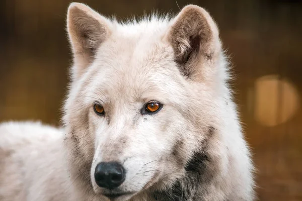 Ένας Λευκός Αρκτικός Πολικός Λύκος Στο Ζωολογικό Κήπο Koethen Sachsen — Φωτογραφία Αρχείου
