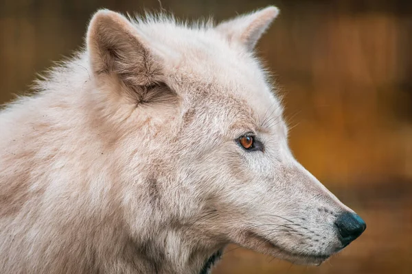 Lobo Polar Ártico Branco Zoológico Koethen Saxony Anhalt Alemanha — Fotografia de Stock