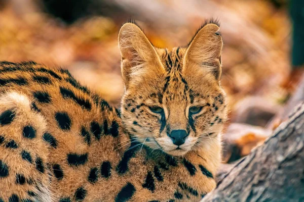 Młody Serwal Leptailurus Serval Leży Słońcu Zoo Koethen Saksonia Anhalt — Zdjęcie stockowe