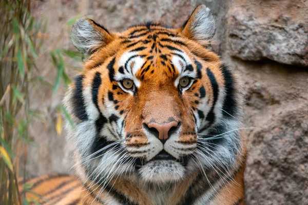 Een Portret Van Een Mooie Tijger Panthera Tigris Dierentuin Koethen — Stockfoto