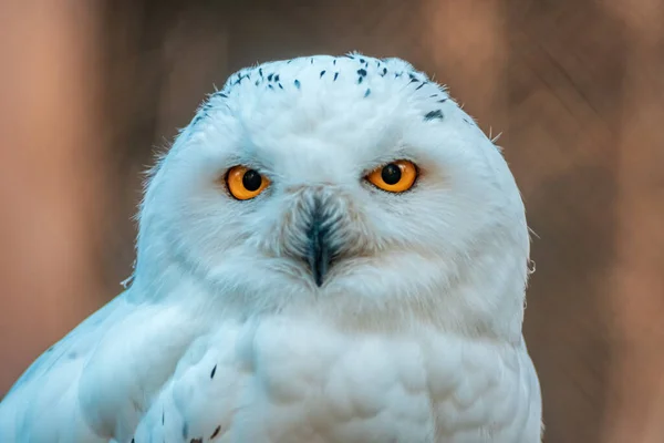 Great White Arctic Owl Bubo Scandiacus Zoo Koethen Saxony Anhalt — Stock Photo, Image