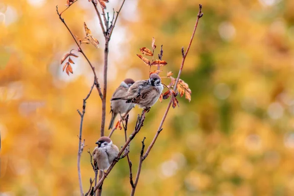 3本の雀が枝の上に座り — ストック写真