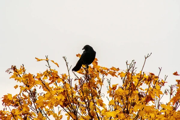 Een Grote Zwarte Raaf Zoekt Herfst Naar Voedsel — Stockfoto