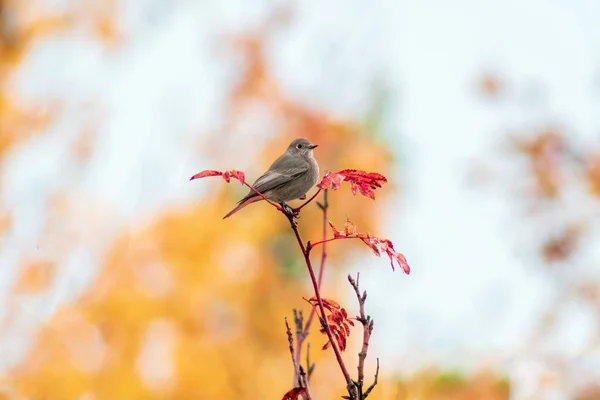 Rosso Maschio Cerca Foraggio Prato Autunno — Foto Stock