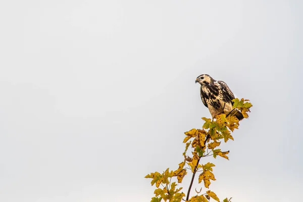 Krkavec Sedí Svém Podpalubí Hledá Kořist — Stock fotografie