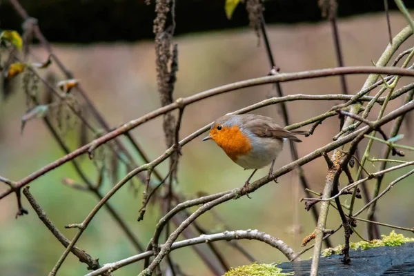 Robin Europeu Procura Insetos Parque Outono — Fotografia de Stock