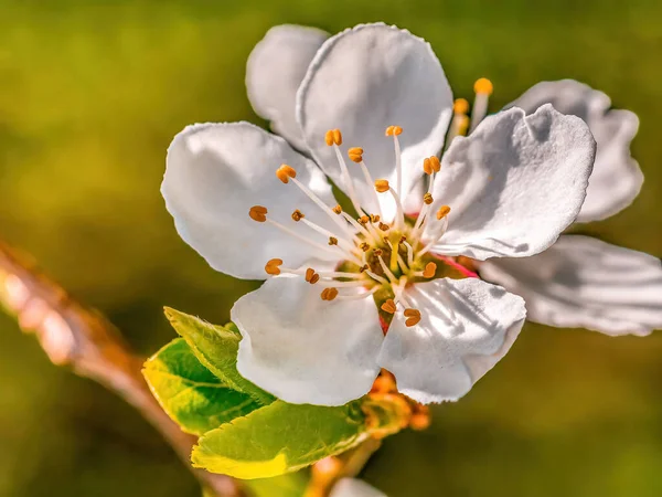 Yıl Başında Taze Bahar Çiçekleri Açan Bir Dal Telifsiz Stok Imajlar