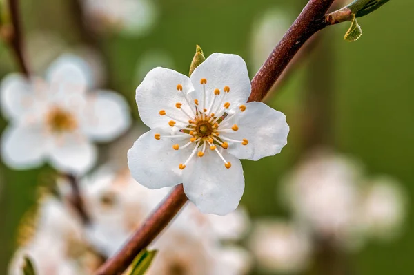 Yıl Başında Taze Bahar Çiçekleri Açan Bir Dal Stok Fotoğraf