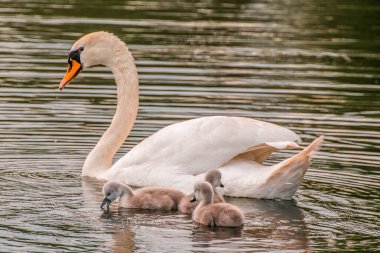 Genç bir kuğu ailesi gölette eğleniyor ve ailelerinden öğreniyor.