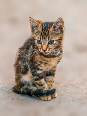 Genç ve güzel bir kedi güneşte dinleniyor.
