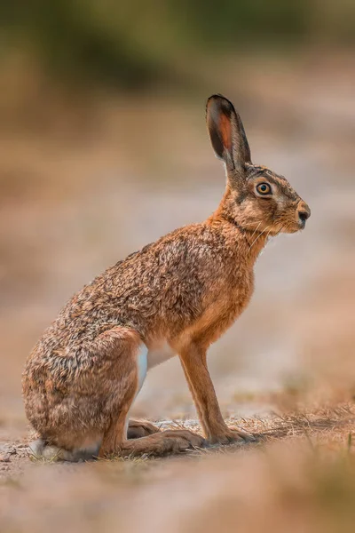 Brown field hare sits in the nature