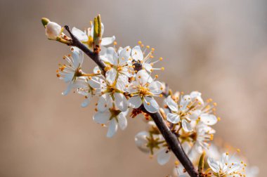 Güzel taze bahar çiçekleri olan bir dal.