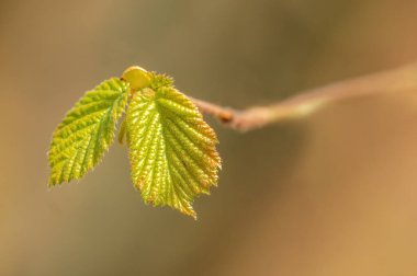 Taze bahar tomurcukları olan dal.