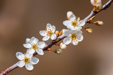 Güzel taze bahar çiçekleri olan bir dal.