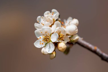 Güzel taze bahar çiçekleri olan bir dal.