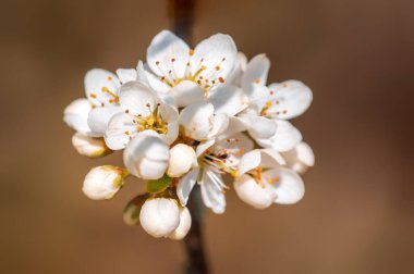 Güzel taze bahar çiçekleri olan bir dal.
