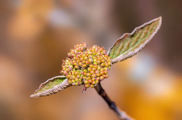 Branch Beautiful Fresh Spring Flowers — Stock Photo, Image