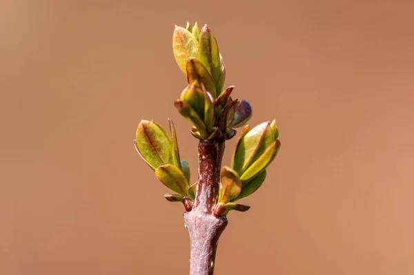 Twig Beautiful Fresh Spring Bud — Stock Photo, Image