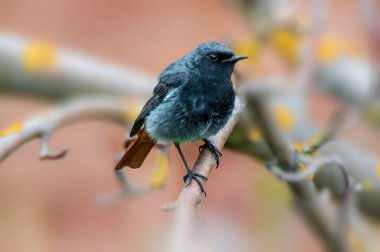 Güzel renkli bir kuş oturur ve bakar.