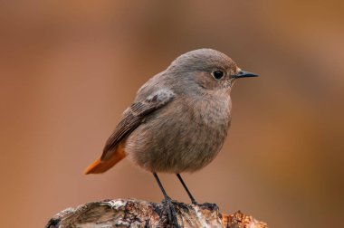 Güzel renkli bir kuş oturur ve bakar.