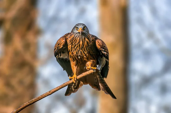 Krásný Barevný Pták Sedí Vypadá — Stock fotografie