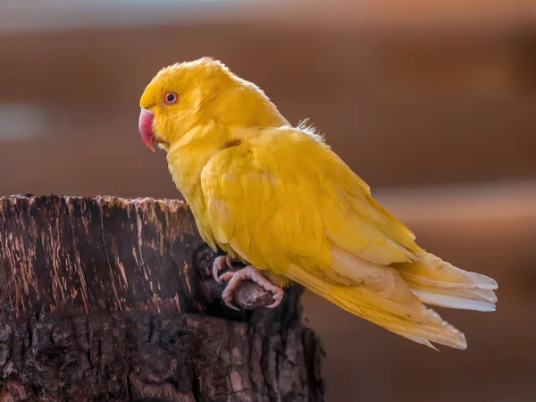 Krásný Barevný Pták Sedí Vypadá — Stock fotografie