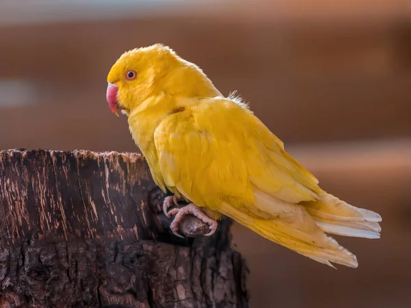 Bel Oiseau Coloré Assoit Regarde — Photo