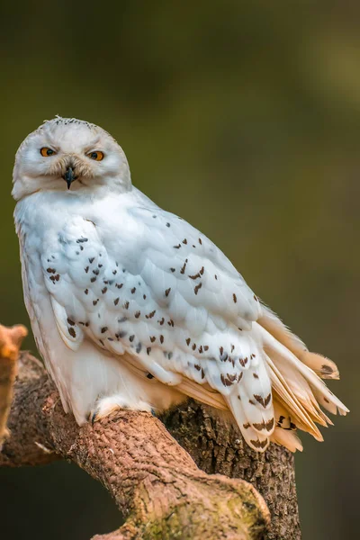 Ein Schöner Bunter Vogel Sitzt Und Sieht Aus — Stockfoto