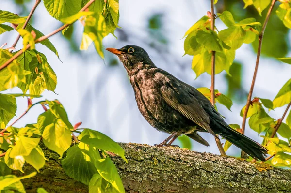 Een Mooie Kleurrijke Vogel Zit Kijkt — Stockfoto