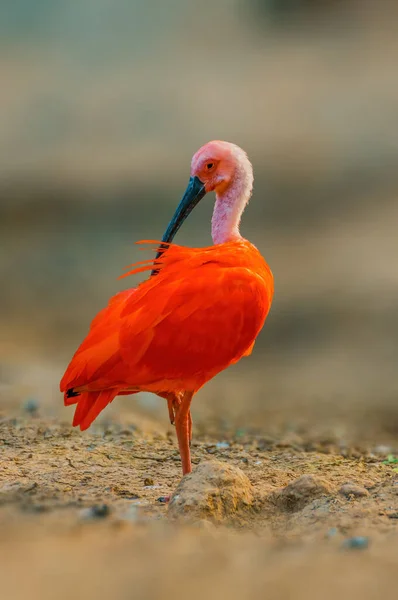 Piękny Kolorowy Ptak Siedzi Wygląda — Zdjęcie stockowe