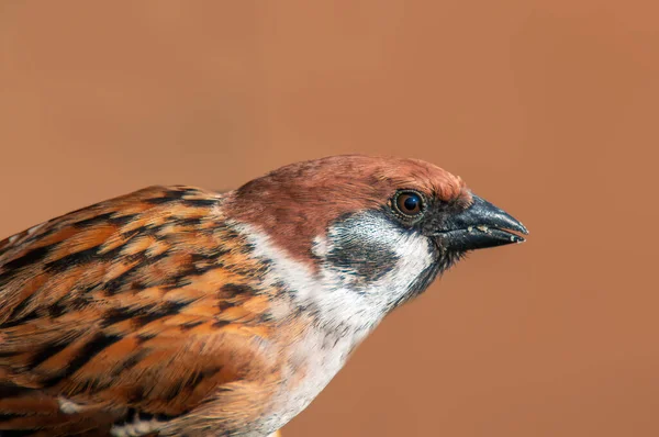 Vacker Färgglad Fågel Sitter Och Ser — Stockfoto