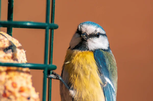 Bel Oiseau Coloré Assoit Regarde — Photo