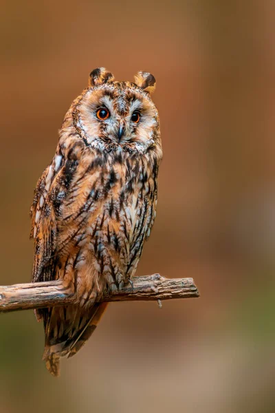 Hermoso Pájaro Colorido Sienta Mira — Foto de Stock