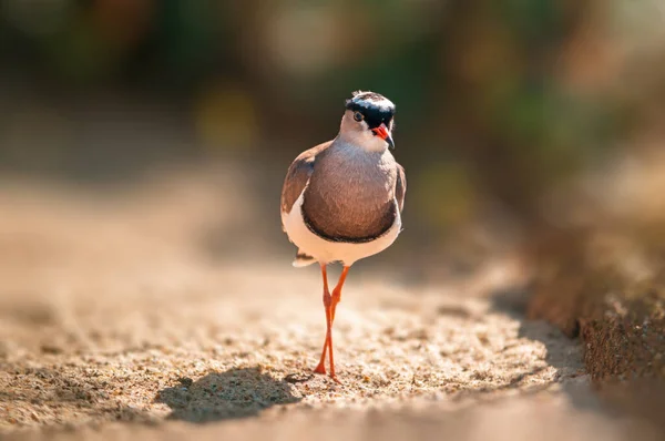 Ein Schöner Bunter Vogel Sitzt Und Sieht Aus — Stockfoto