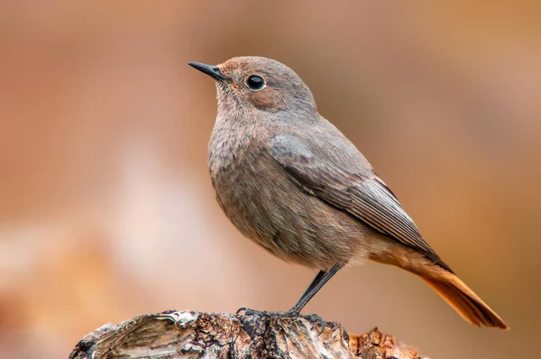 Güzel Renkli Bir Kuş Oturur Bakar — Stok fotoğraf