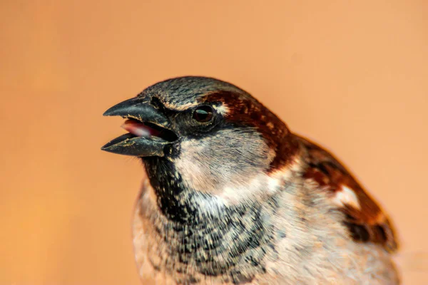 Vacker Färgglad Fågel Sitter Och Ser — Stockfoto