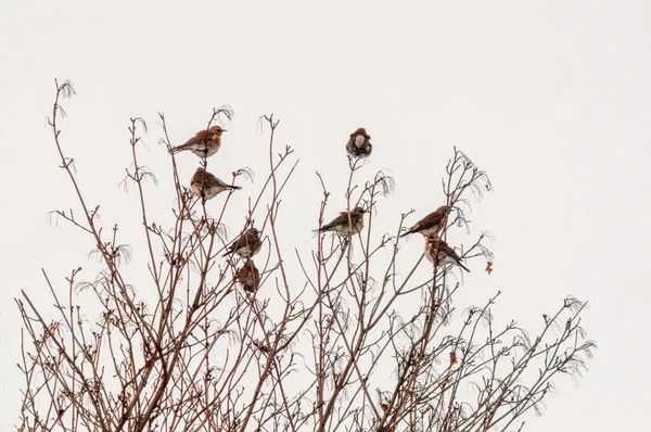 Bel Oiseau Coloré Assoit Regarde — Photo