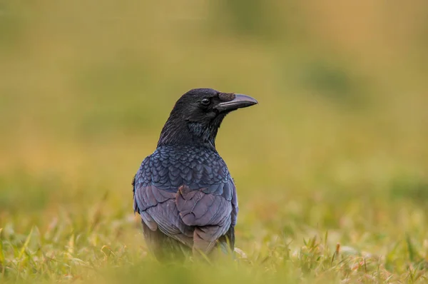 Ein Schöner Bunter Vogel Sitzt Und Sieht Aus — Stockfoto