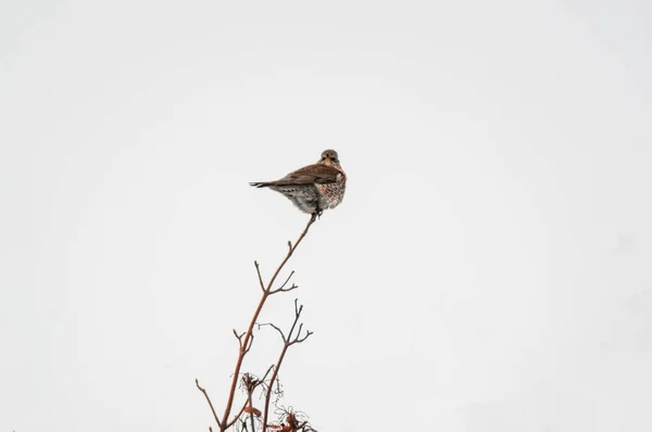 美しいカラフルな鳥が座っていて — ストック写真