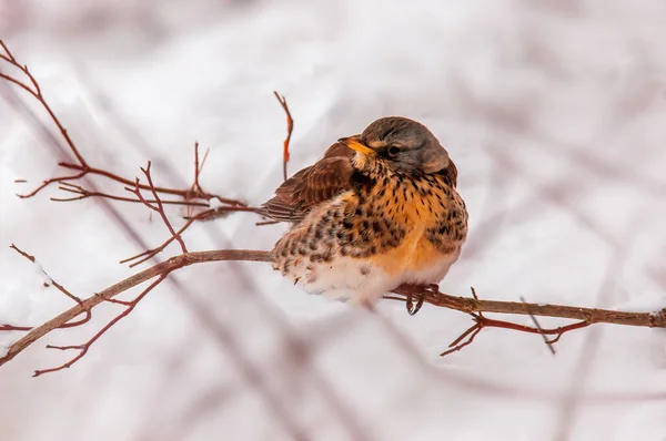 Een Mooie Kleurrijke Vogel Zit Kijkt — Stockfoto