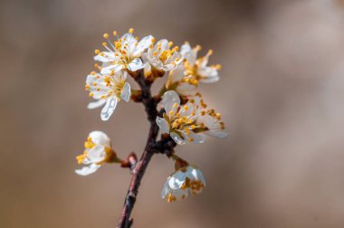 Güzel taze bahar çiçekleri olan bir dal.