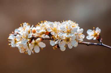 Güzel taze bahar çiçekleri olan bir dal.