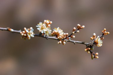 Güzel taze bahar çiçekleri olan bir dal.