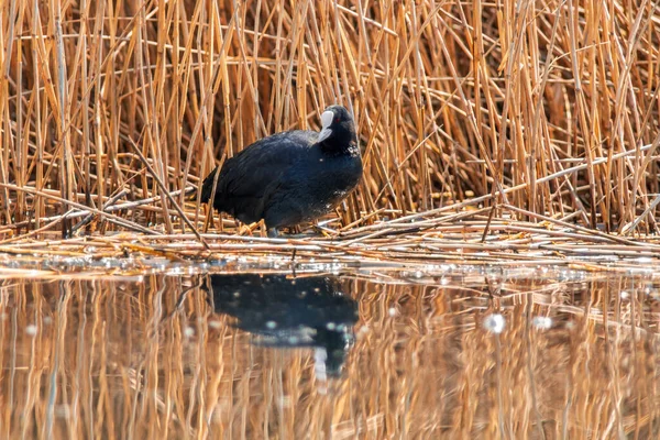 Water Bird Swims Lake — Stock Photo, Image