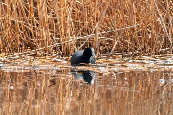 Water Bird Swims Lake — Stock Photo, Image