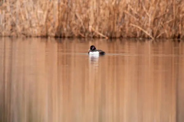 Водоплавающая Птица Плавает Озеру — стоковое фото