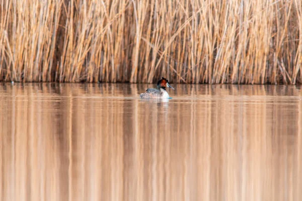 Водоплавающая Птица Плавает Озеру — стоковое фото