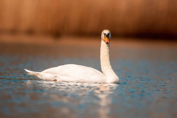Ein Wasservogel Schwimmt Auf Einem See — Stockfoto