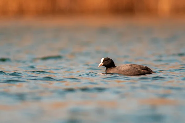 一只水鸟在湖上游泳 — 图库照片